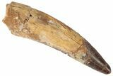 Spinosaurus Tooth - Real Dinosaur Tooth #192072-1